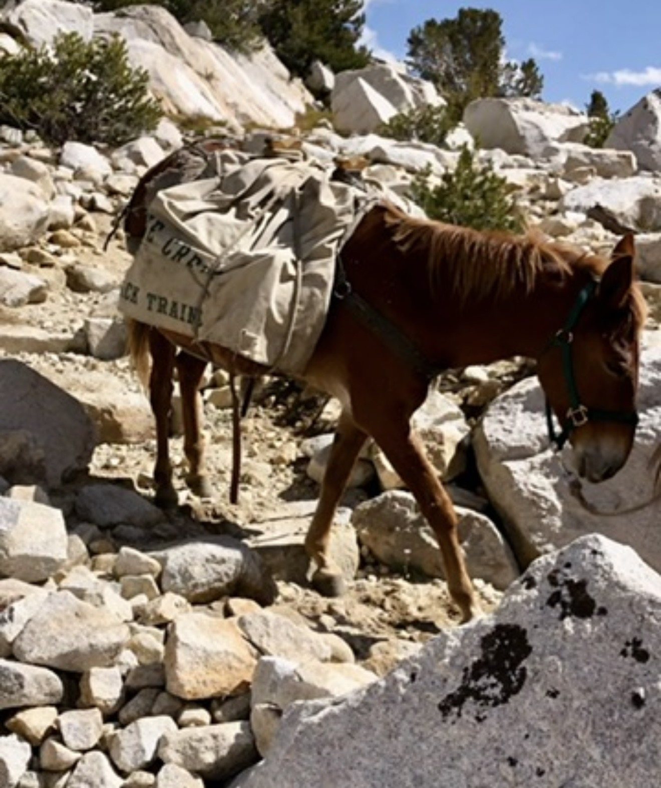 Commercial pack mule